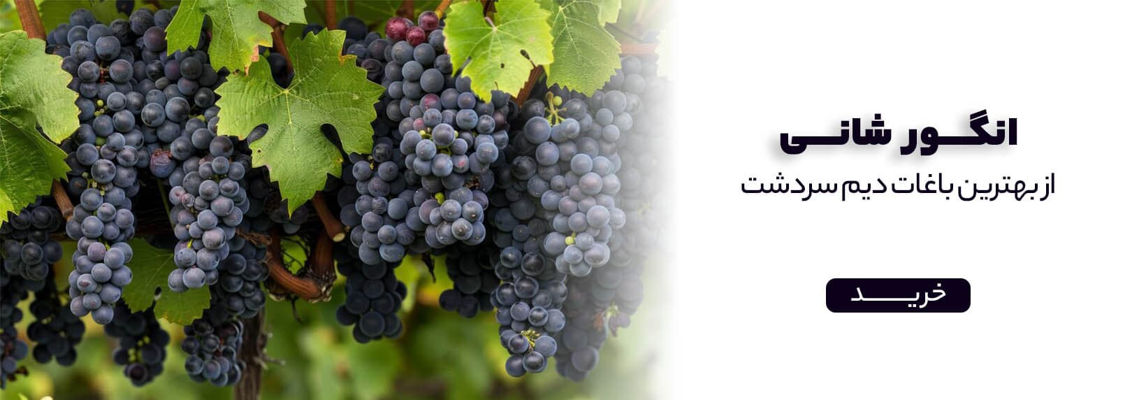 انگور شانی